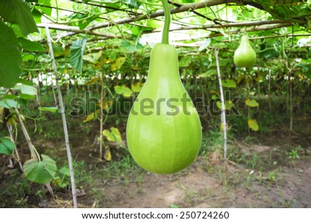 Bottle gourd crop in fruiting stage