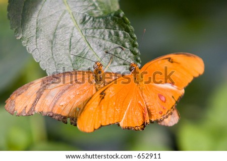 http://image.shutterstock.com/display_pic_with_logo/2474/2474,1129833148,1/stock-photo-a-pair-of-dryas-julia-butterflies-has-an-orange-color-which-is-brighter-in-the-males-with-black-652911.jpg