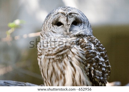 Barred Owl: Eyes wide for this close-up shot