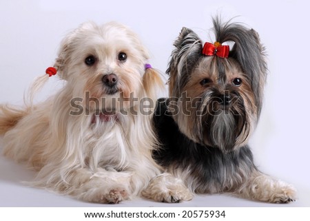 two maltese