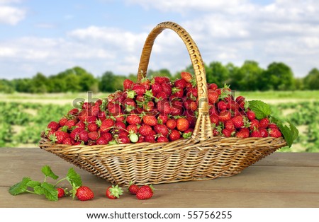 Close up of Strawberries outdoors on wood and Strawberries Field