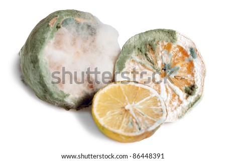 Citrus Mold