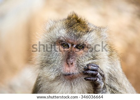 Picture of the face of a monkey with a  thinking