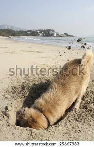 A dog digging on the beach