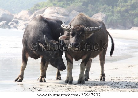 Pair Of Oxen
