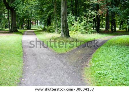A fork in a country forest road