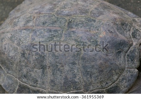 Texture of Turtle carapace.