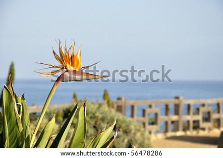 Bird of Paradise (Strelitzia reginae), Laguna Beach Cliff Gardens, California, USA