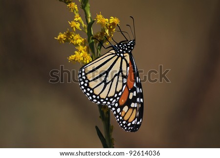 Monarch Butterfly (Danaus Plexippus) During Annual Migration, St. Marks National Wildlife Refuge, Florida, USA
