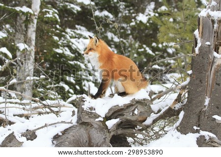 Red fox on a fallen tree