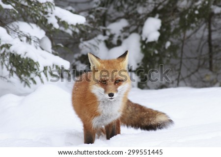 Red fox vixen in deep snow