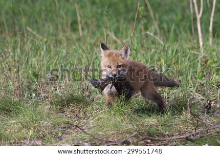 Red fox with a plastic bag
