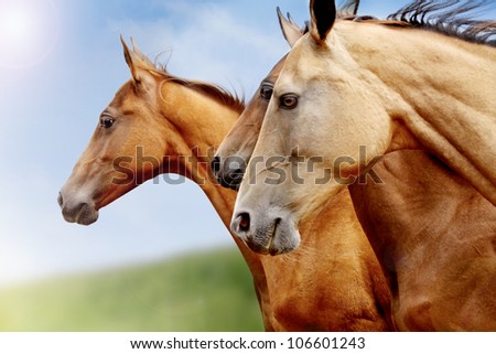 purebred horses closeup in field. small depth of field