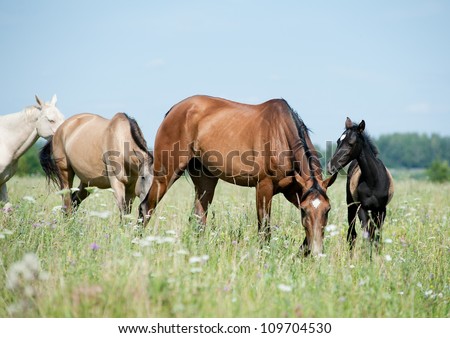 horses purebred