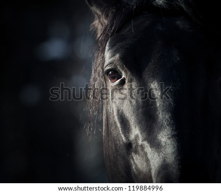 Horse Eye In Dark