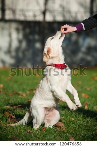 golden retriever puppy being trained