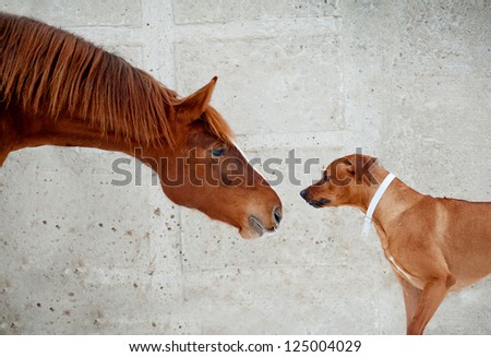 horse and dog communicating