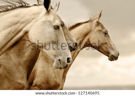 purebred horses