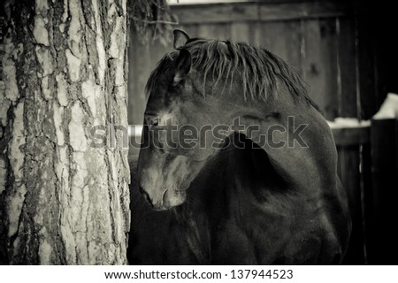 horse in forest