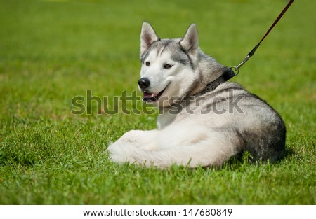 husky on grass