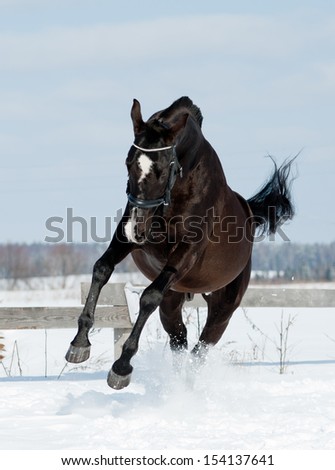 black horse jumps