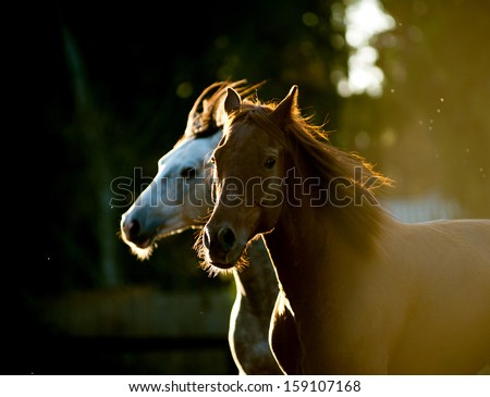 Horses Running In Sunset Light