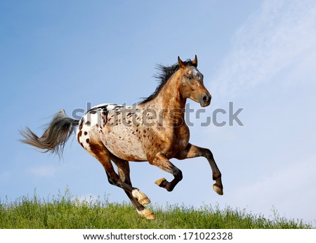 appaloosa stallion - stock photo appaloosa stallion - stock photo