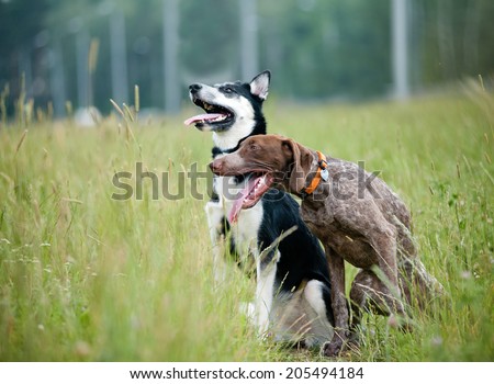 Young short-haired german pointer and siberian husky
