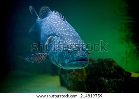 blue big fish in acquarium
