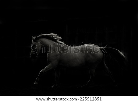 white horse run in dark