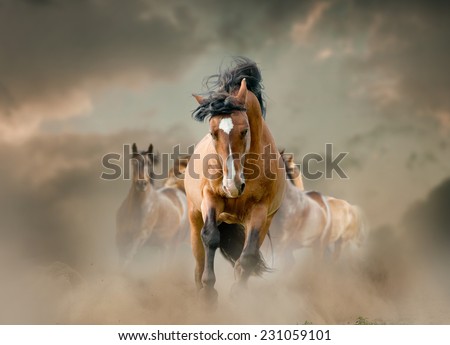 horses in dust
