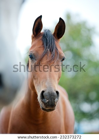 arabian horses close up