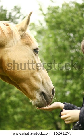 communicating between horse and human