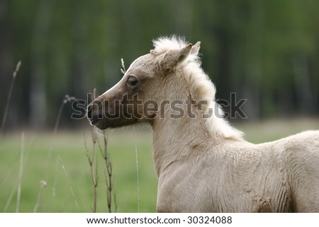 baby palomino