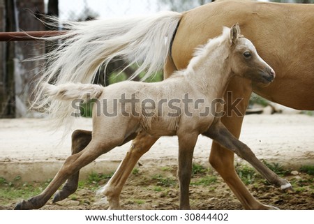 palomino galloping