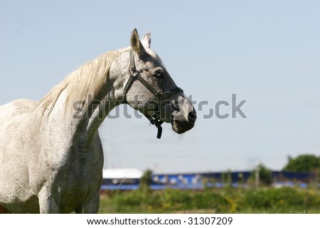 gray mare on field in summer