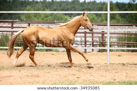 Images Of Horses Galloping. horse galloping in summer