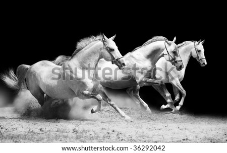 three stallions on black galloping in dust
