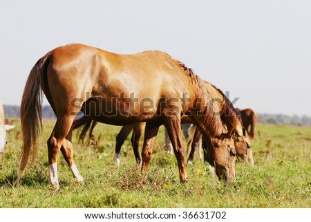 purebred horses grazing on summer field