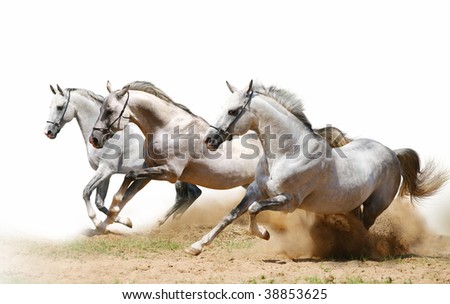 three stallions in dust