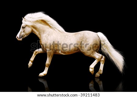 palomino galloping