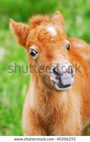 A Baby Foal