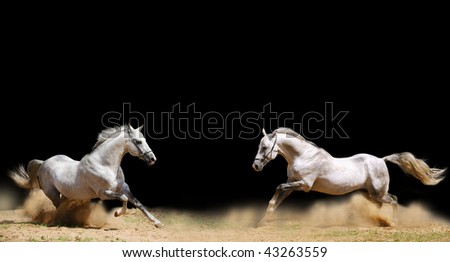 two stallions