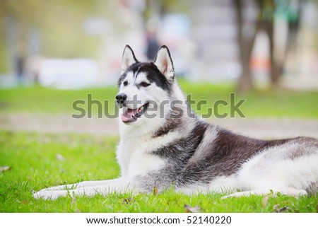 husky resting on a grass