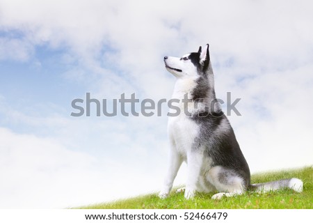 husky sitting on grass
