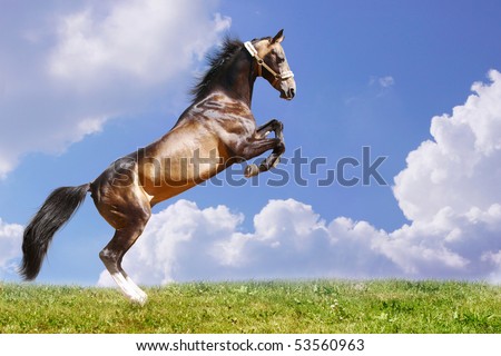 Horses+jumping+in+the+wild