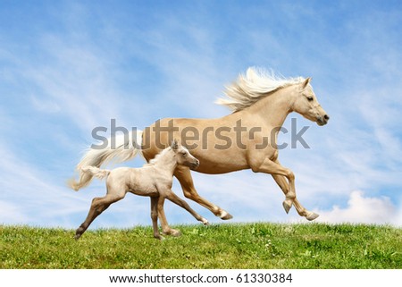 welsh pony mare and foal in field