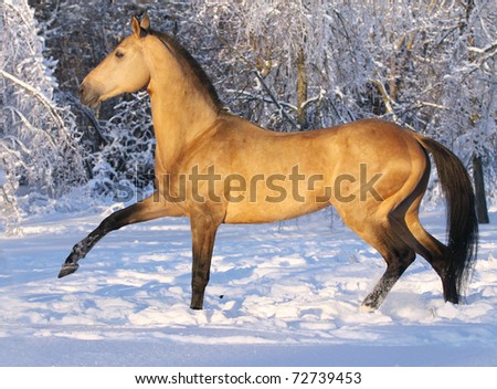 stock-photo-akhal-teke-horse-in-winter-72739453.jpg