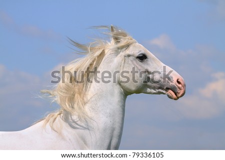 white horse and sky
