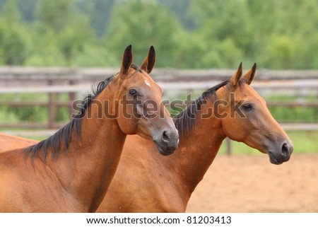 purebred akhal-teke horses